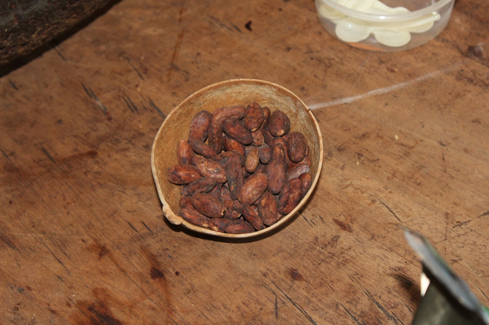 Nocturnal wildlife in Southern Belize night hike