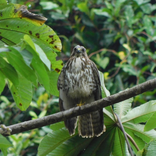 Ein Falke sitzt auf einem Dschungelzweig im Süden von Belize und wurde während einer familienfreundlichen, einfachen Tour gesehen.