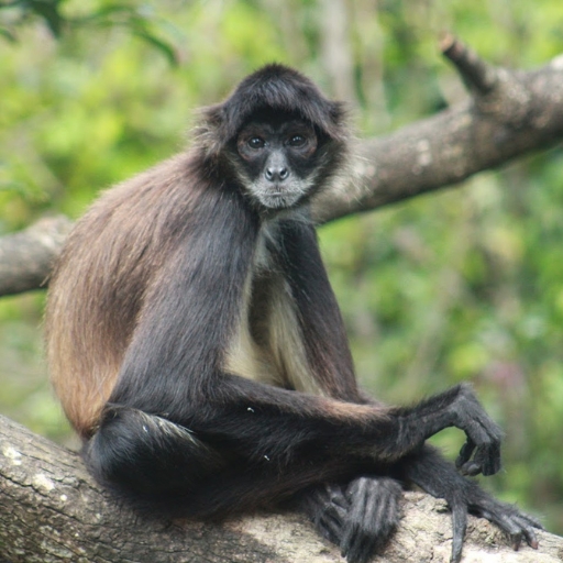 Ein Klammeraffe sitzt auf einem Dschungelzweig und wurde während einer einfachen Tour im Süden von Belize gesehen.