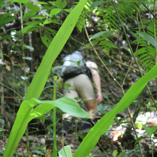 A hiker climbing a steep, lush jungle trail during a challenging tour in southern Belize.