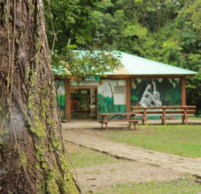 Un árbol de la jungla cubierto de musgo en primer plano mirando hacia el colorido centro de visitantes y la sede del parque en Cockscomb Basin Jaguar Preserve.