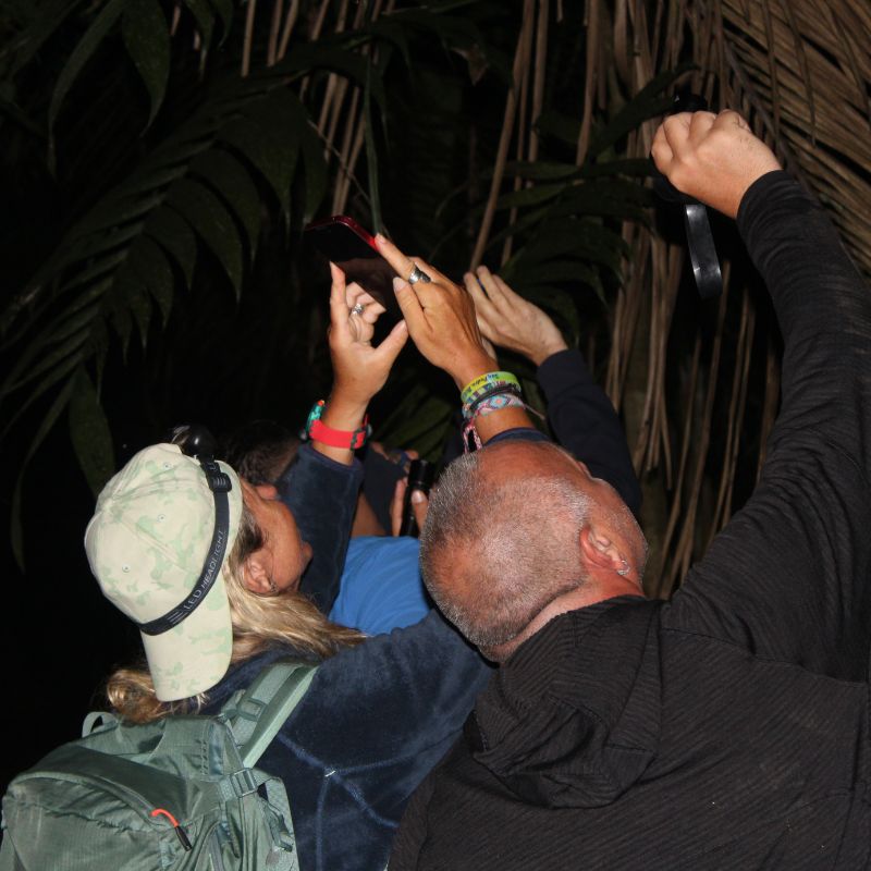 Nocturnal wildlife in Southern Belize night hike