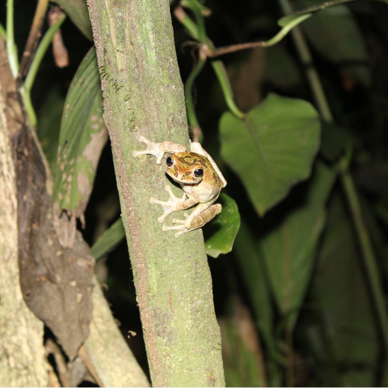 Nocturnal wildlife in Southern Belize night hike