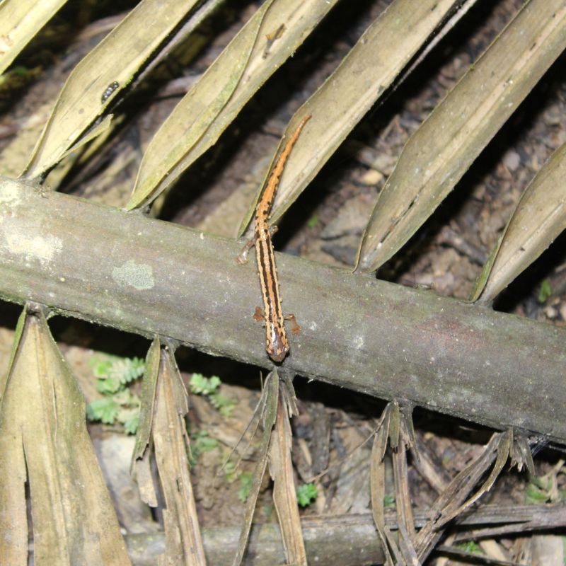 Nocturnal wildlife in Southern Belize night hike