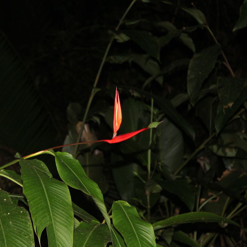 Nocturnal wildlife in Southern Belize night hike