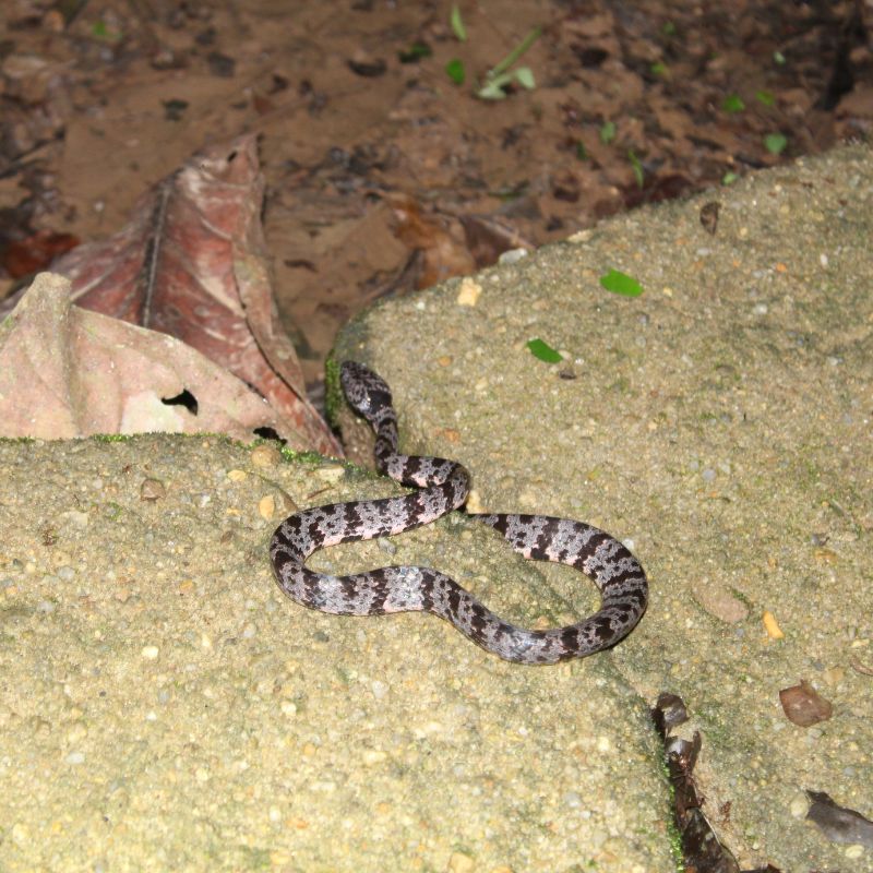 Nocturnal wildlife in Southern Belize night hike