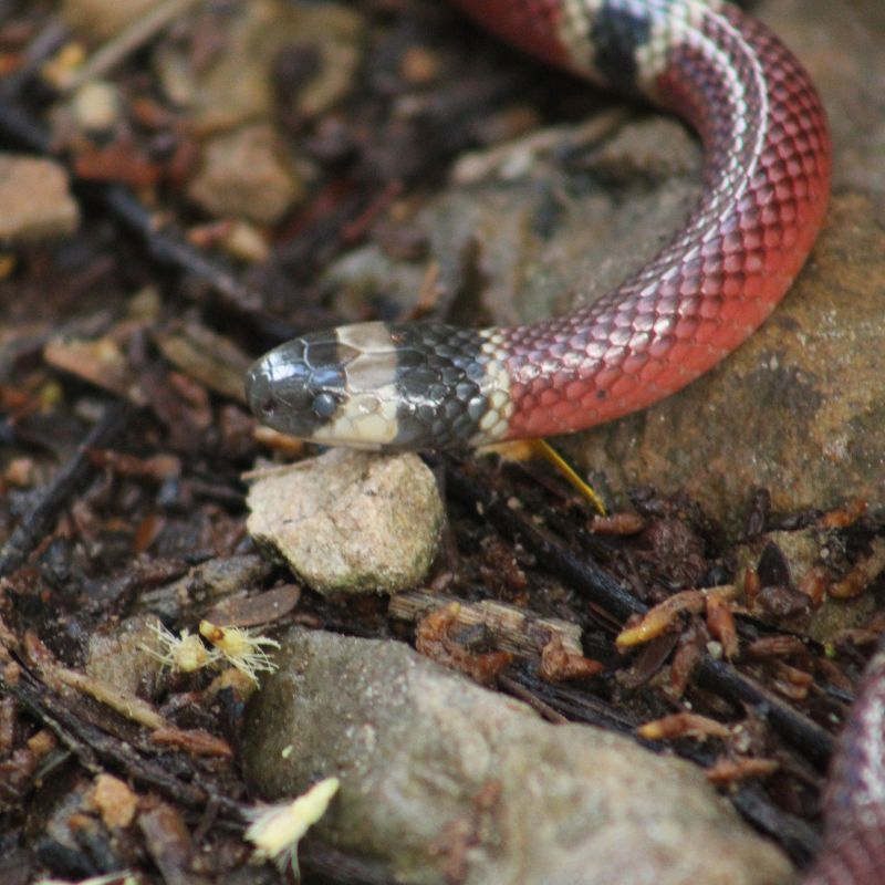 Nocturnal wildlife in Southern Belize night hike
