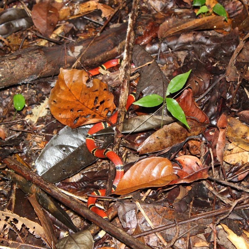 Nocturnal wildlife in Southern Belize night hike