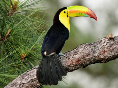 A colorful Keel-billed Toucan perched on a tree branch during a guided bird watching tour near Hopkins and Placencia, Belize.