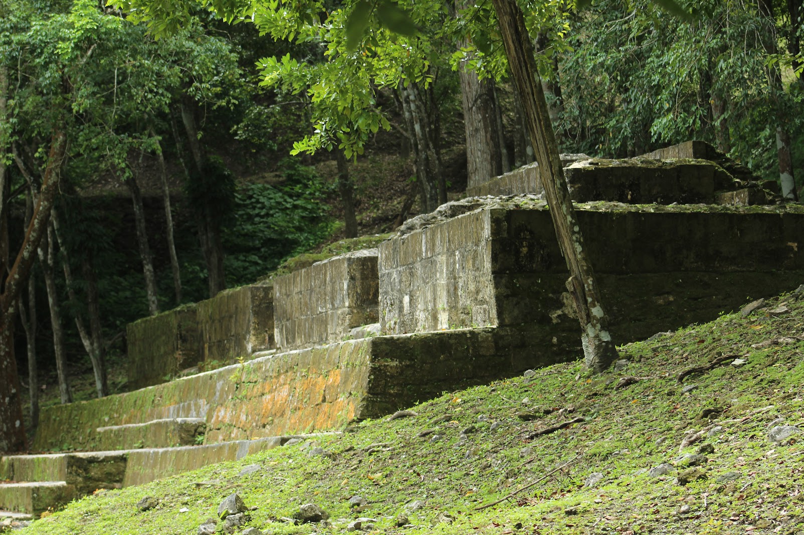Nocturnal wildlife in Southern Belize night hike