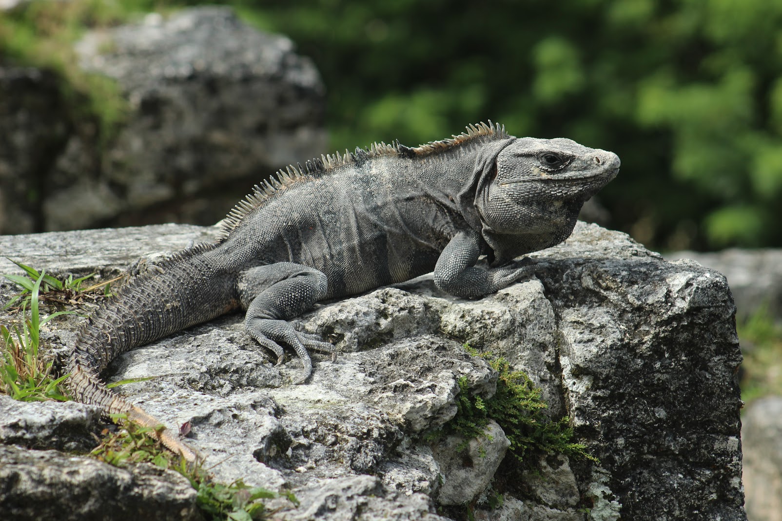 Nocturnal wildlife in Southern Belize night hike